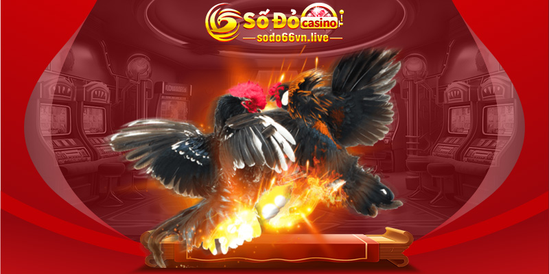 Đá gà với nhiều trận đấu kịch tính Đá gà với nhiều trận đấu kịch tính